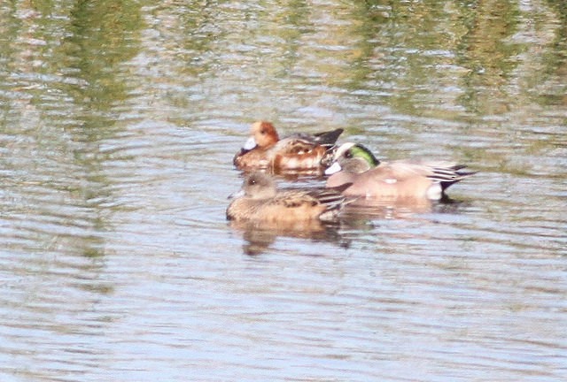 Eurasian Wigeon - ML39081741