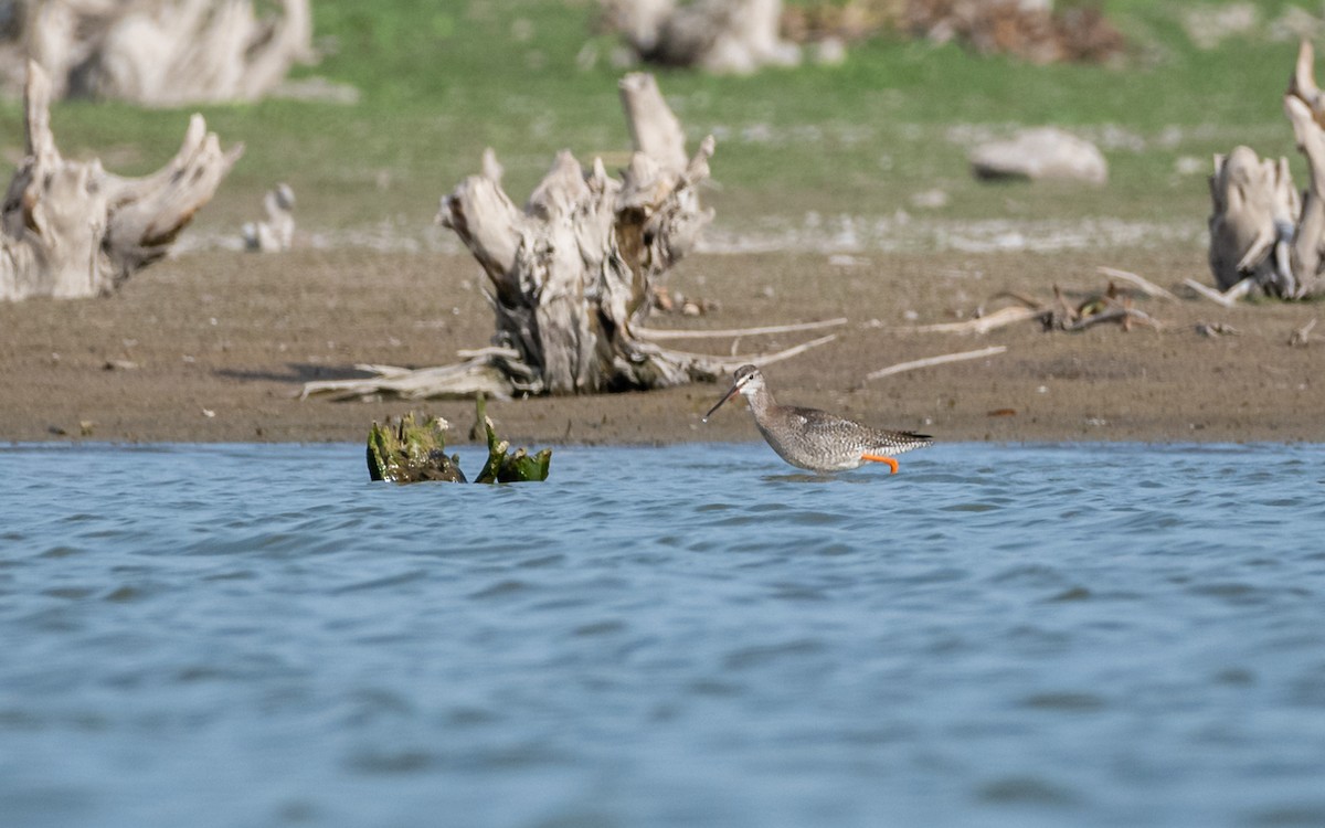 Spotted Redshank - ML390817461