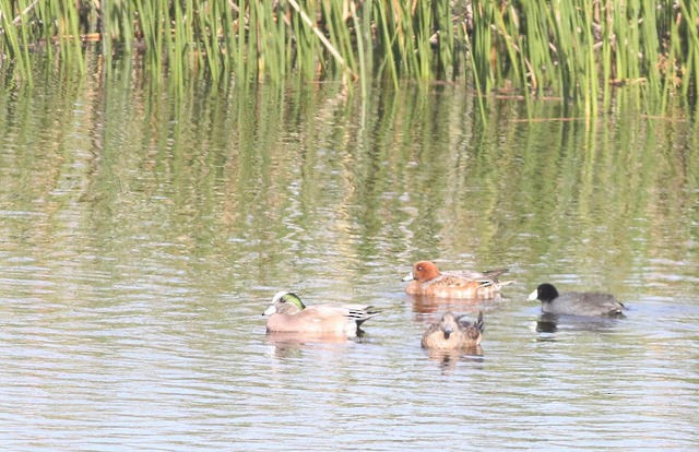 Eurasian Wigeon - ML39081781