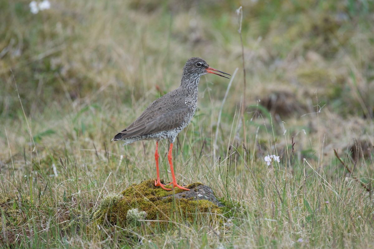 Common Redshank - John C. Mittermeier