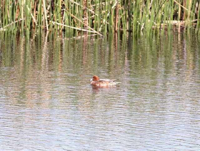 Eurasian Wigeon - ML39081811