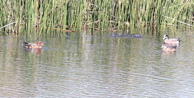 Eurasian Wigeon - ML39081841