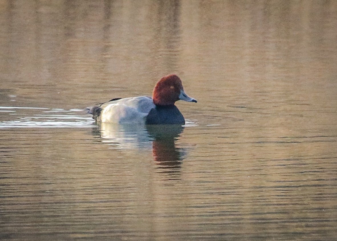 Redhead - ML390819251