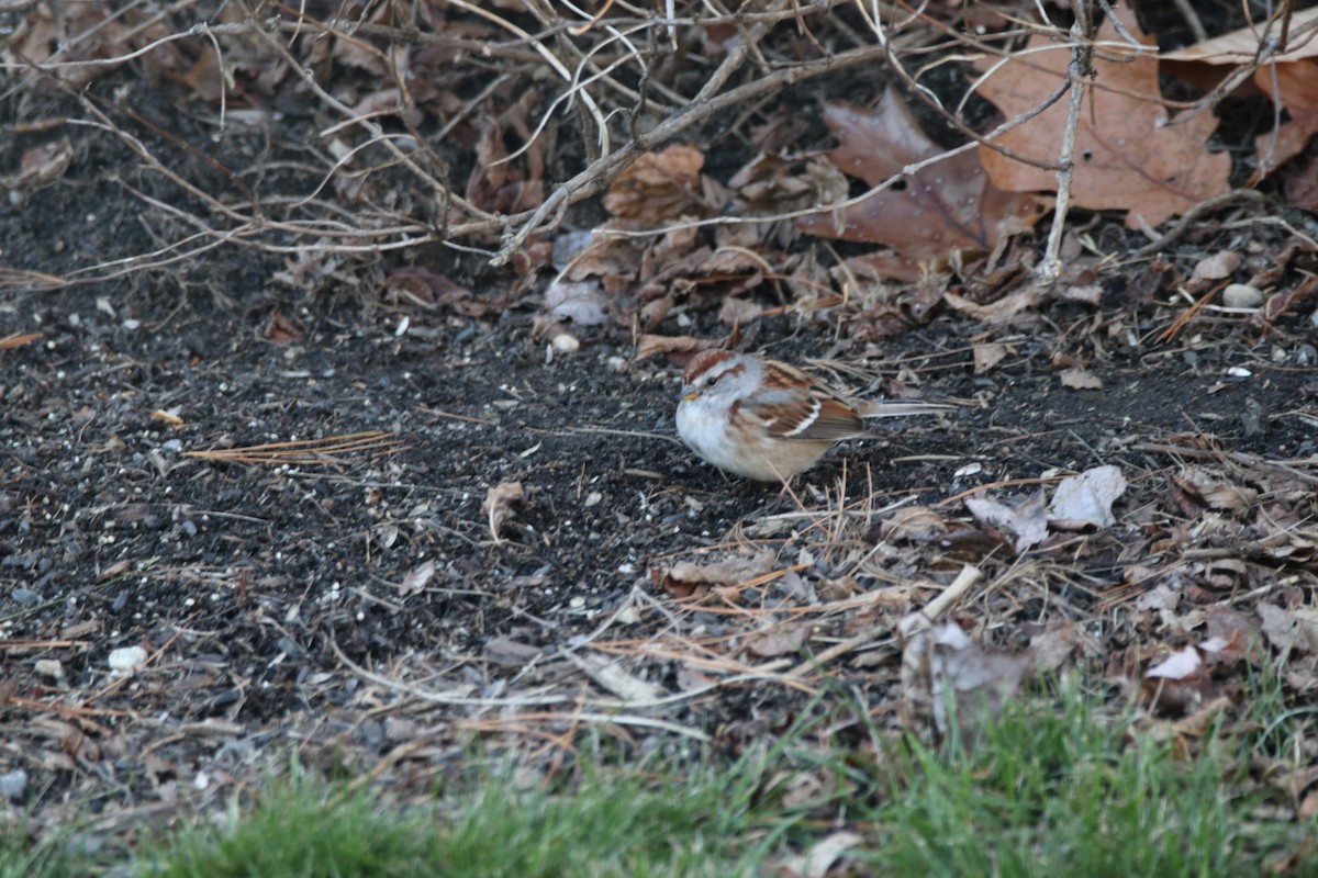 American Tree Sparrow - ML390822291