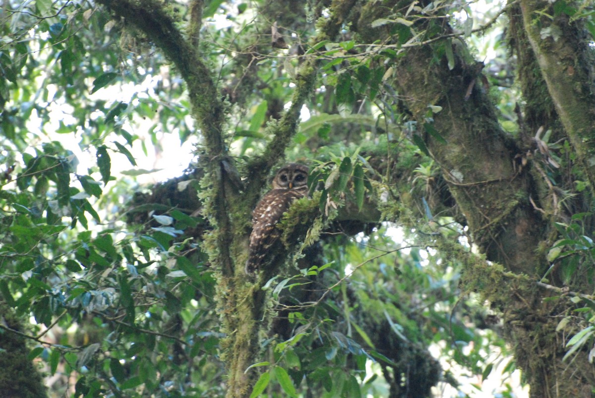 Fulvous Owl - Ken Chamberlain