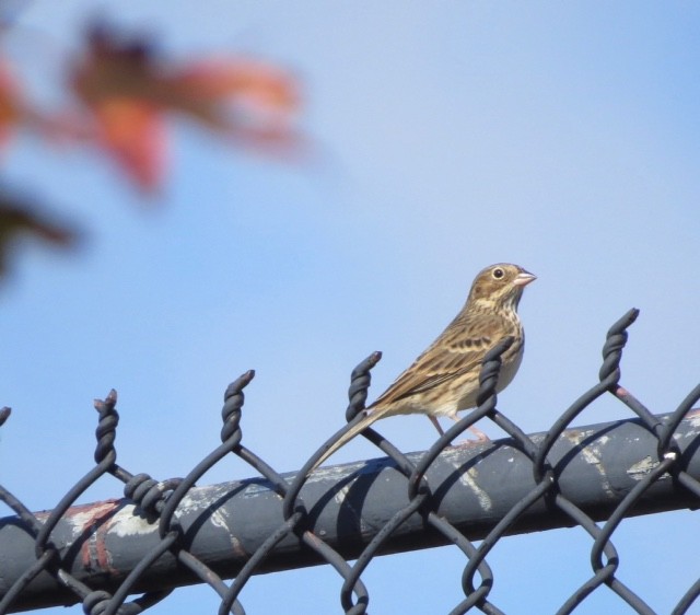 Vesper Sparrow - ML39082301