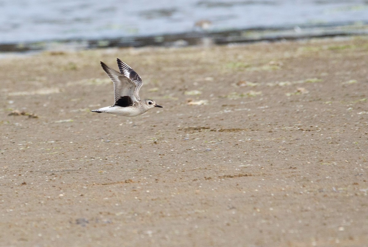 Black-bellied Plover - ML390824281