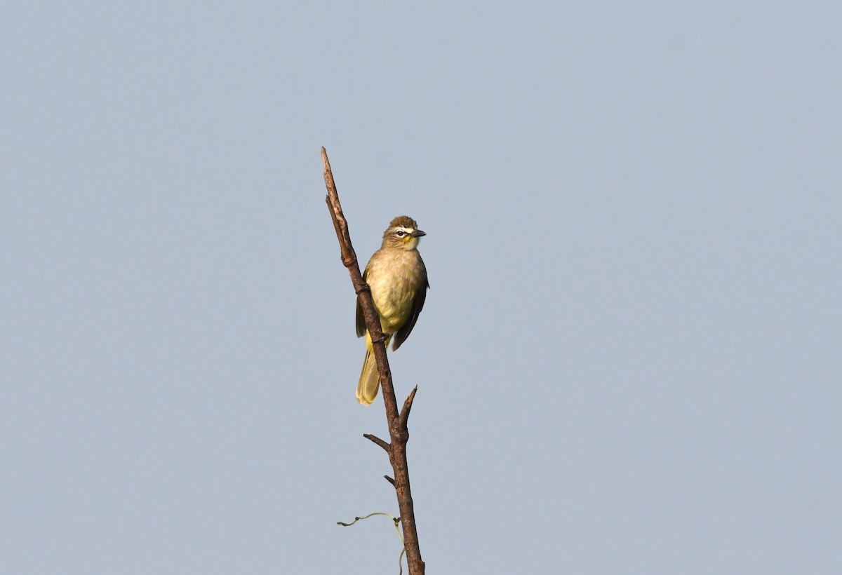 White-browed Bulbul - ML390825091