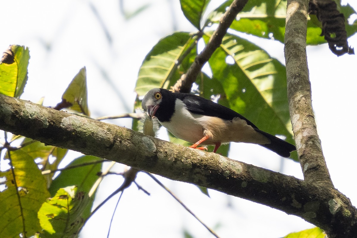 Red-billed Helmetshrike - ML390825141