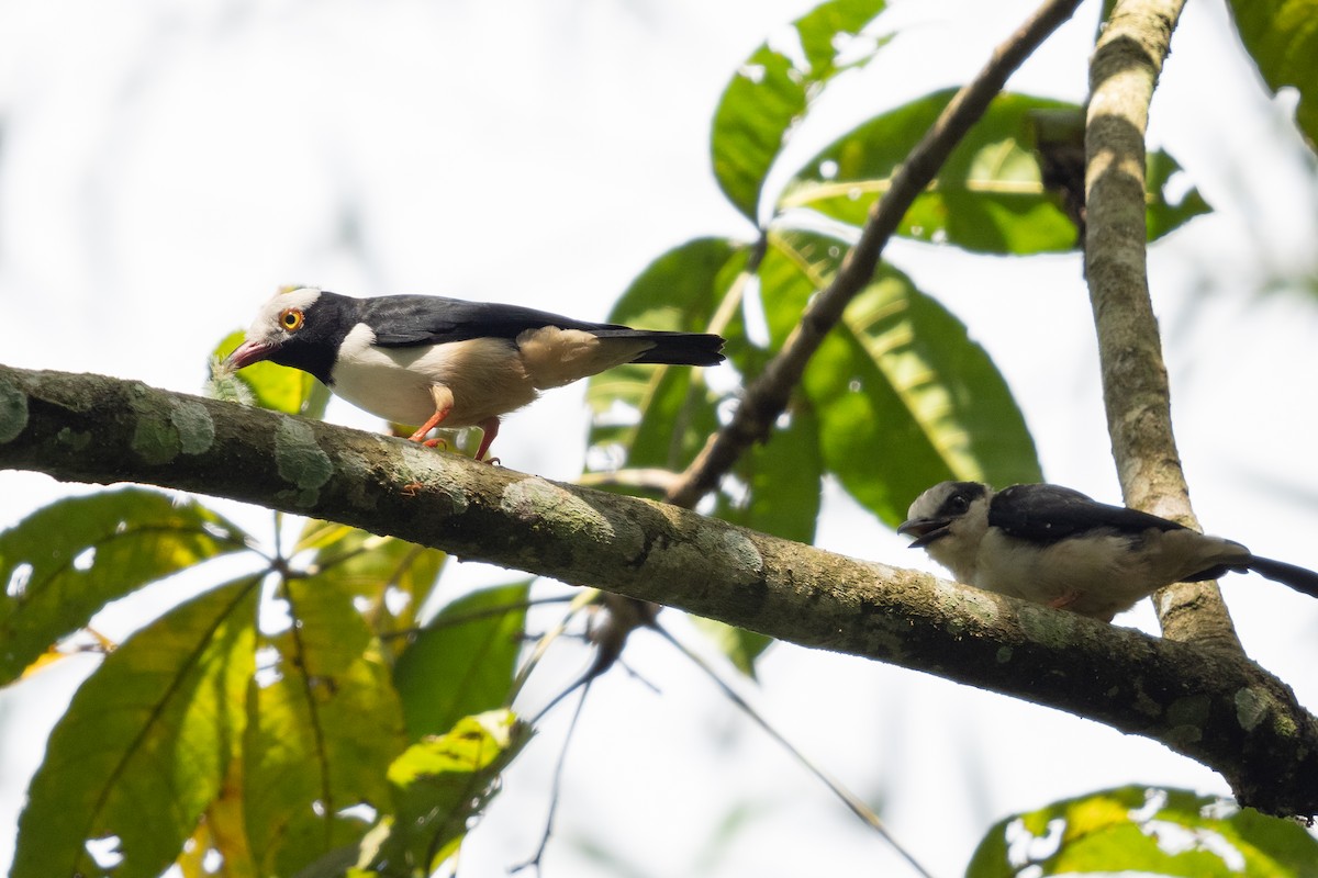 Red-billed Helmetshrike - ML390825241