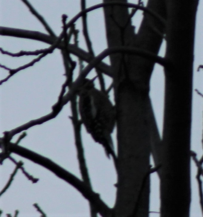 Yellow-bellied Sapsucker - ML390826121