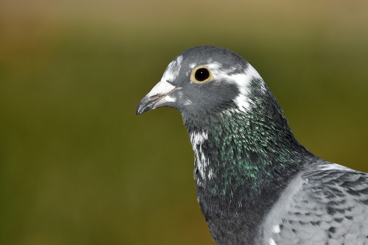 Rock Pigeon (Feral Pigeon) - ML390828091