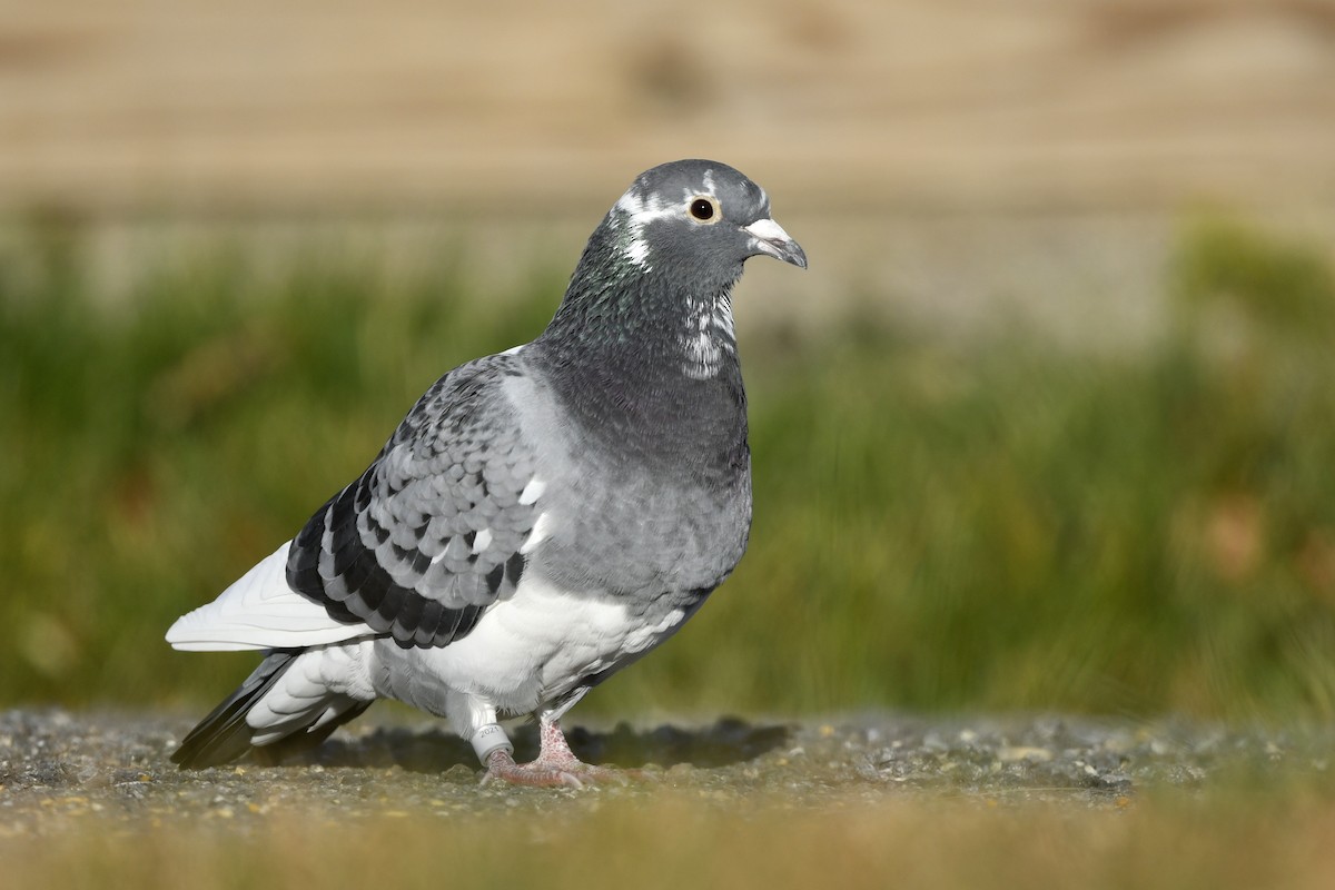 Rock Pigeon (Feral Pigeon) - ML390828121