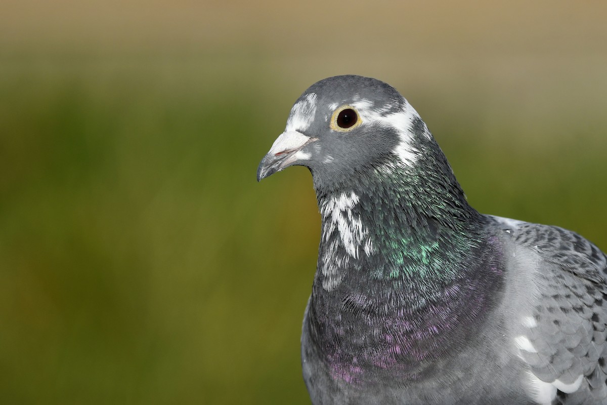 Rock Pigeon (Feral Pigeon) - ML390828131