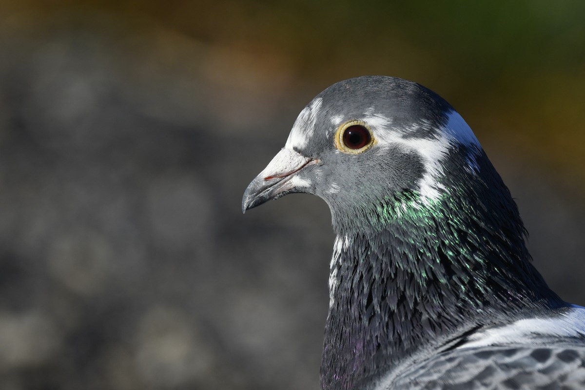 Rock Pigeon (Feral Pigeon) - ML390828161