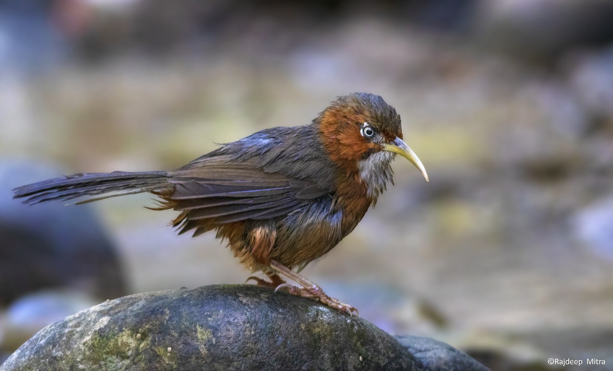 Rusty-cheeked Scimitar-Babbler - ML390829911