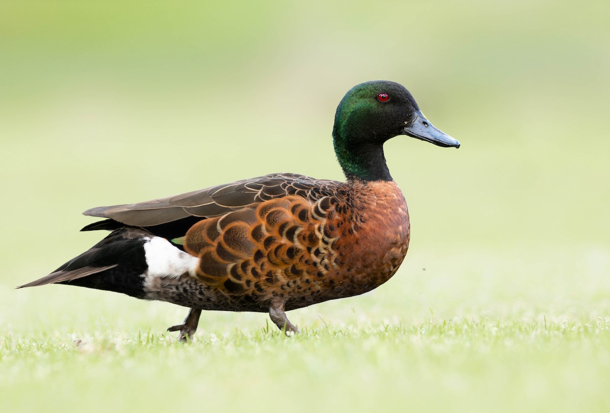 Chestnut Teal - ML390833231