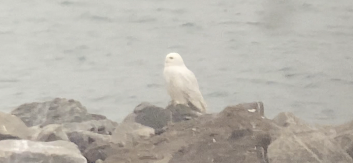 Snowy Owl - Joel Strong