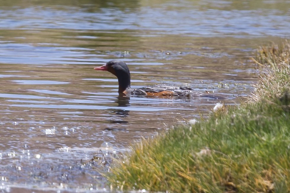 Torrent Duck - Arthur Grosset