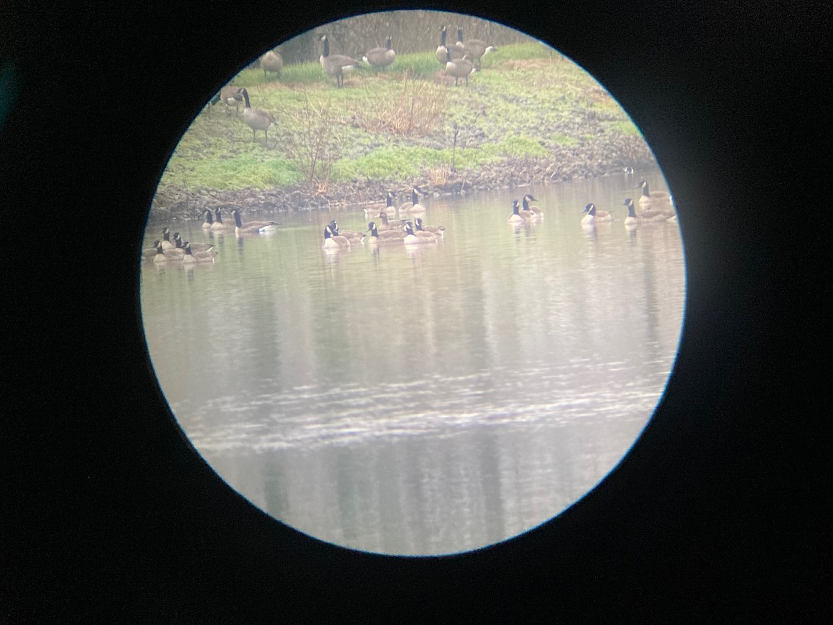 Greater White-fronted Goose - ML390835161