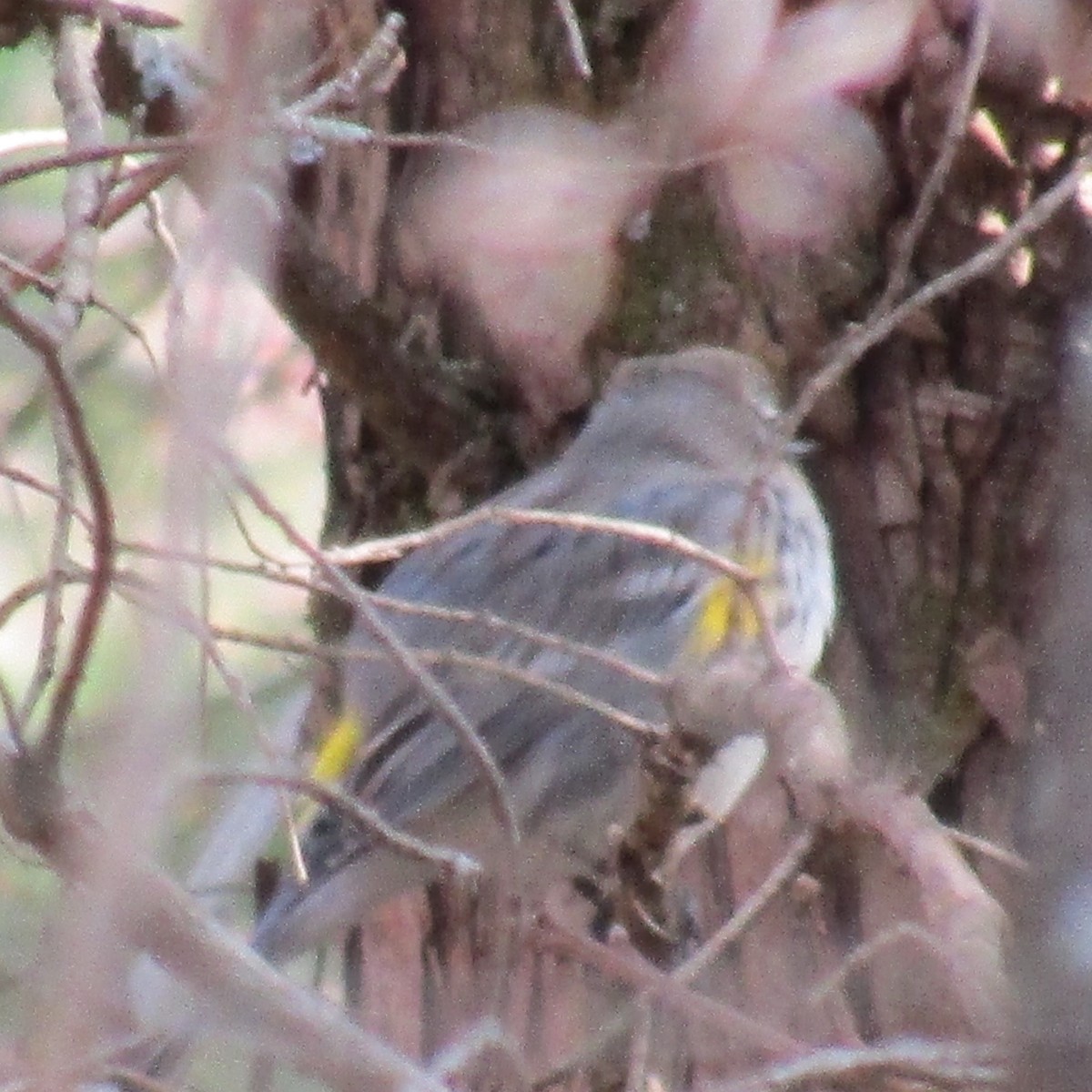 Yellow-rumped Warbler - Kim Springer