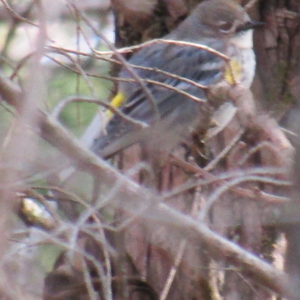 Yellow-rumped Warbler - ML390836631