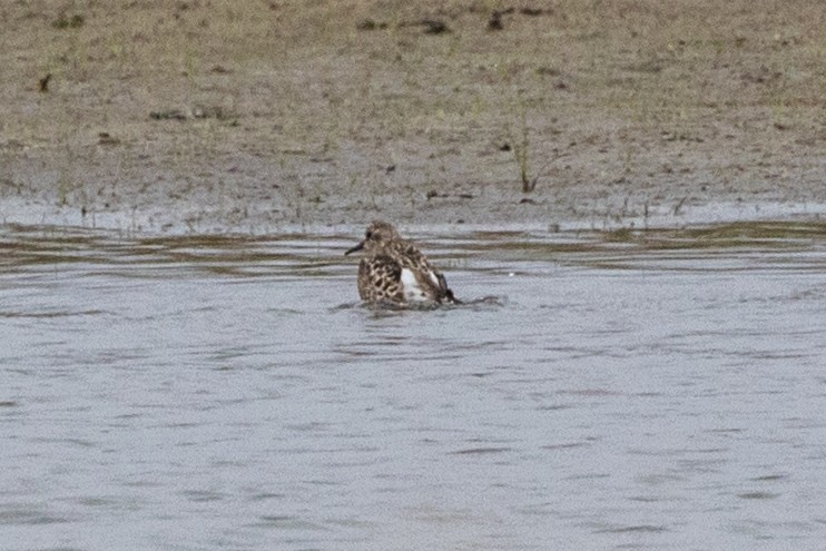 Baird's Sandpiper - ML390838131