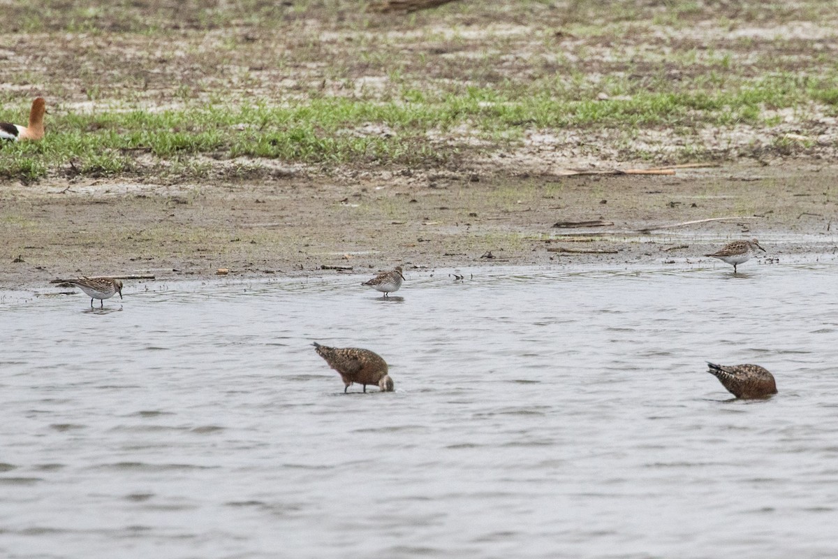 White-rumped Sandpiper - ML390838711