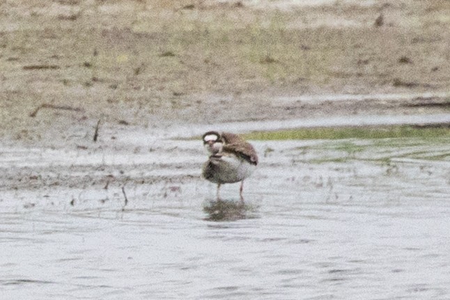 Semipalmated Plover - ML390838811