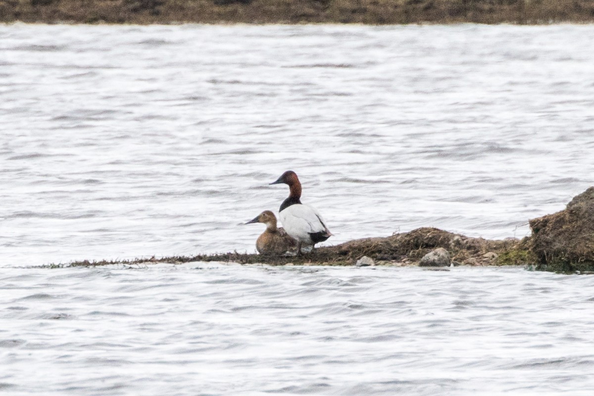 Canvasback - ML390838891