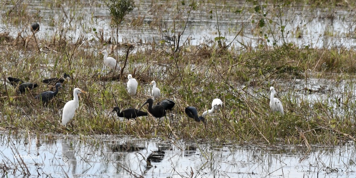 Glossy Ibis - ML390839221