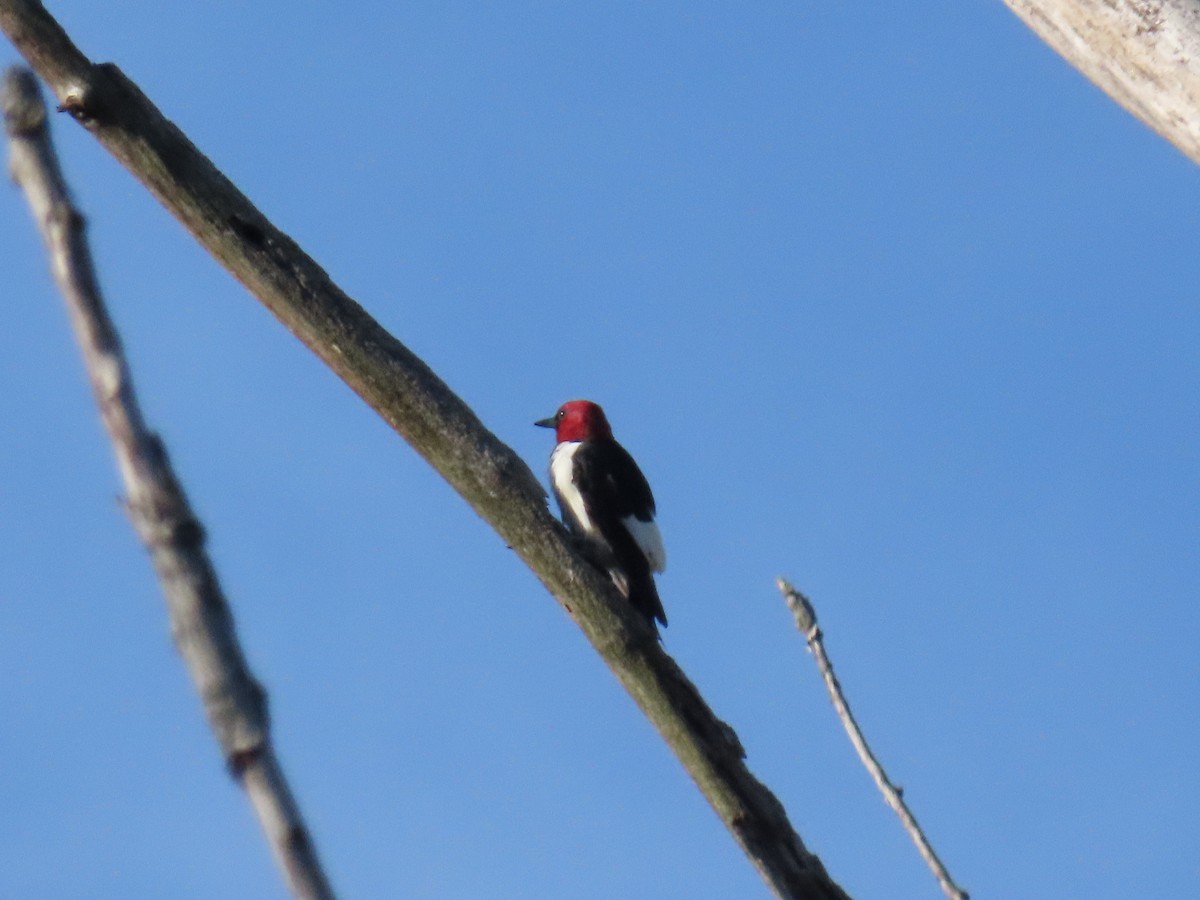 Red-headed Woodpecker - Janice Rodriguez