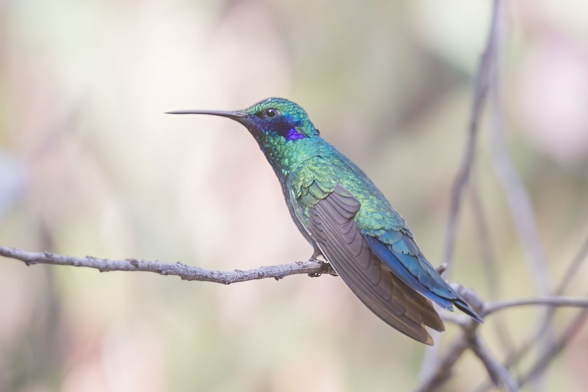 Sparkling Violetear - ML390841041