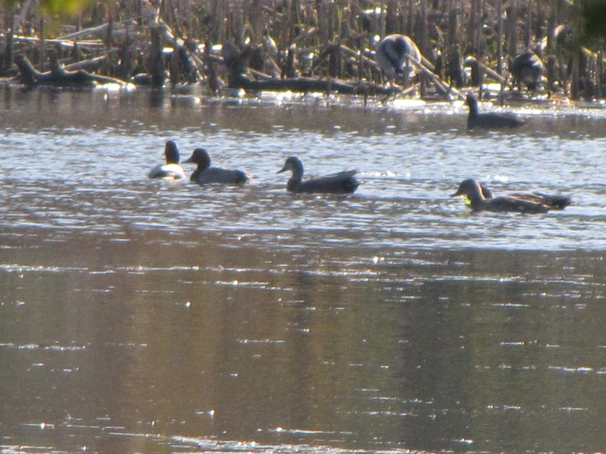 Gadwall - Duck Wizard