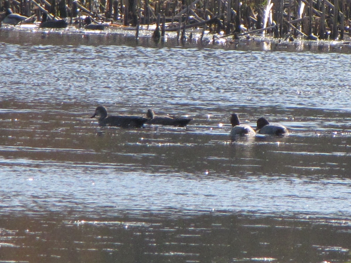 Gadwall - ML39084261