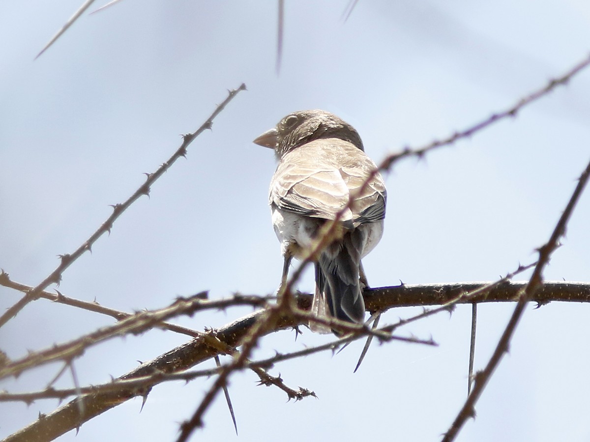 Yellow-spotted Bush Sparrow - ML390843051