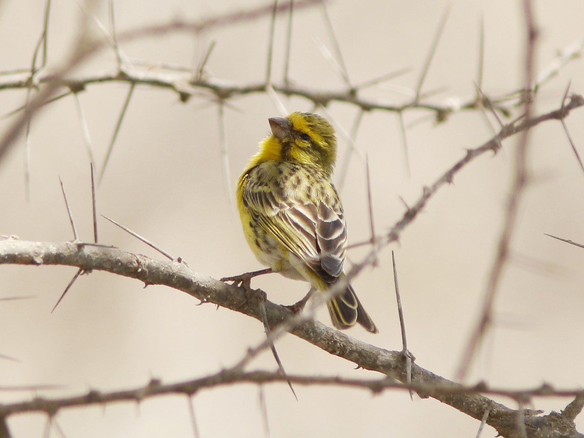 White-bellied Canary - ML390843081