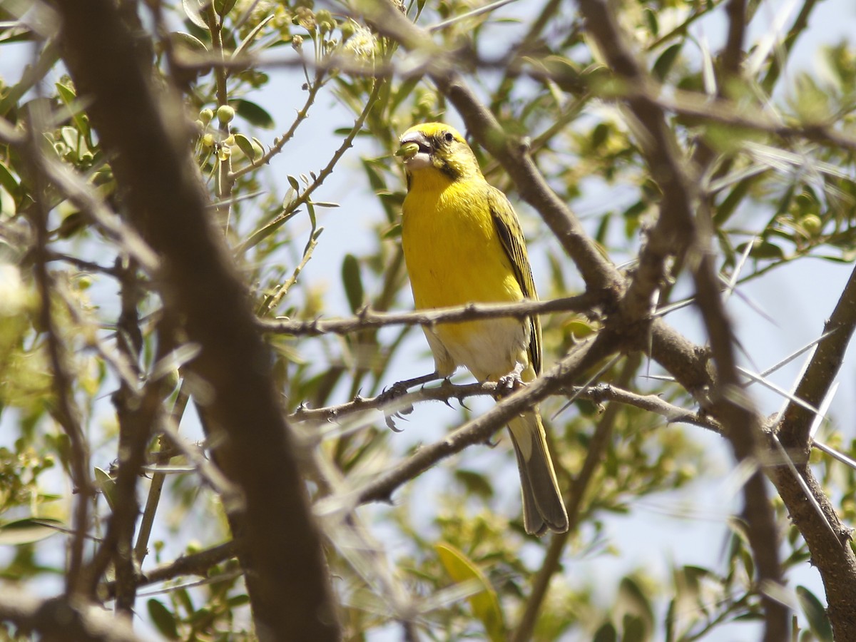 White-bellied Canary - ML390843141