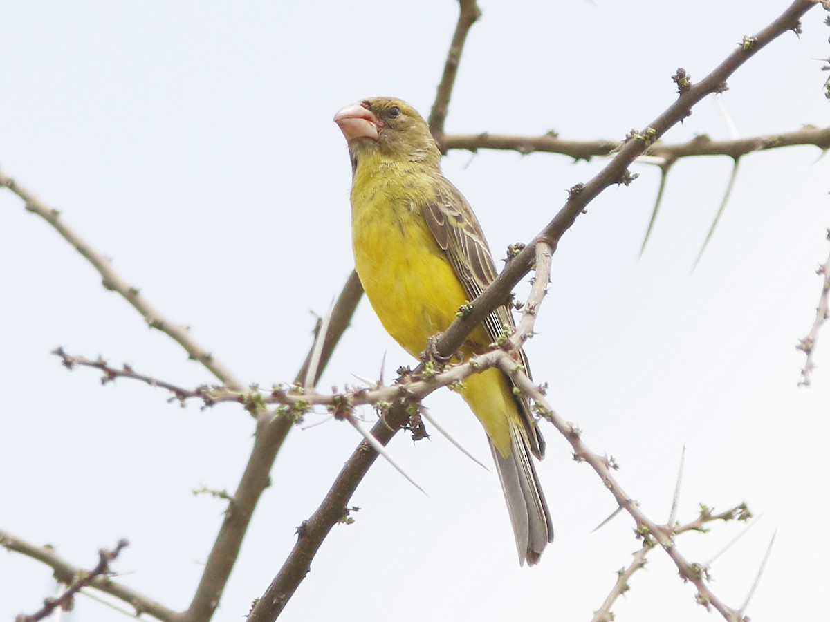 Southern Grosbeak-Canary - ML390843161