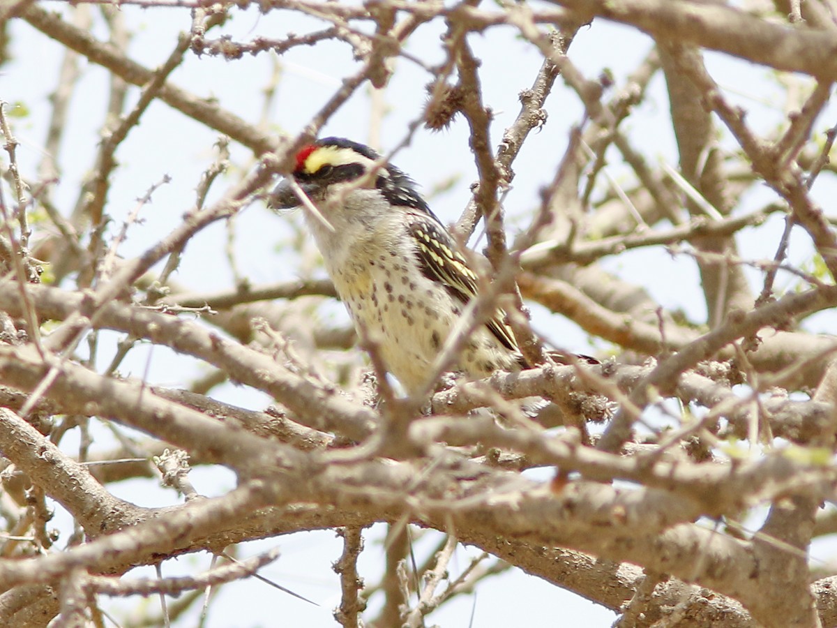 Diadembartvogel - ML390843401