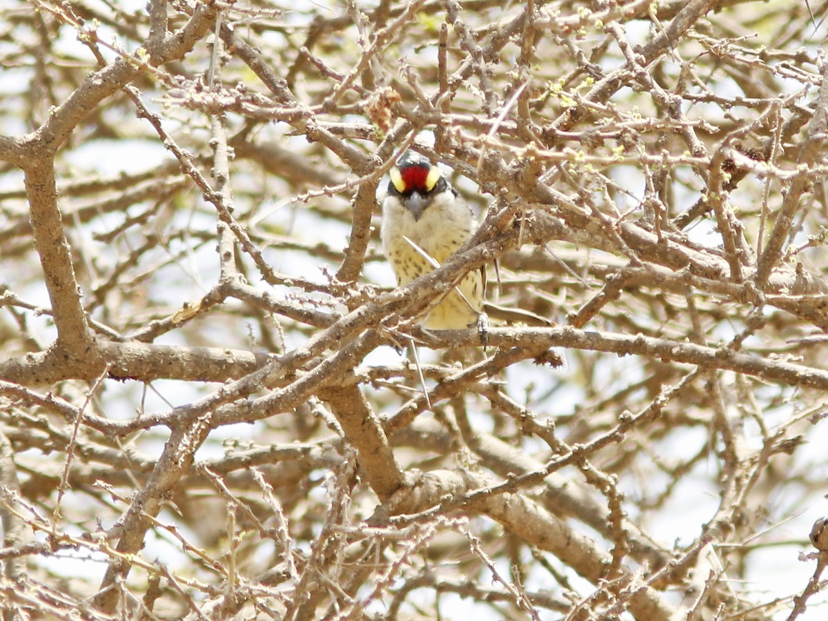 Red-fronted Barbet - ML390843491