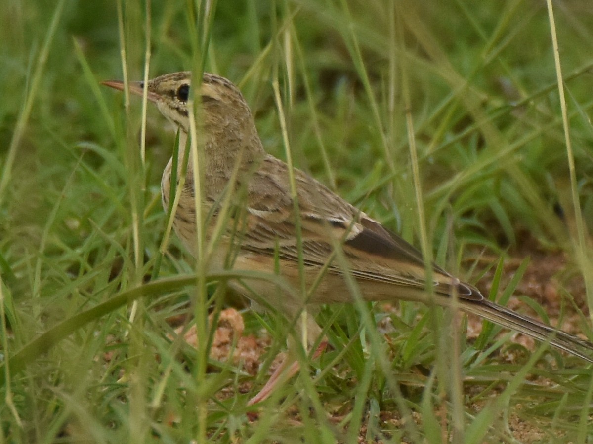 Tawny Pipit - ML390843831