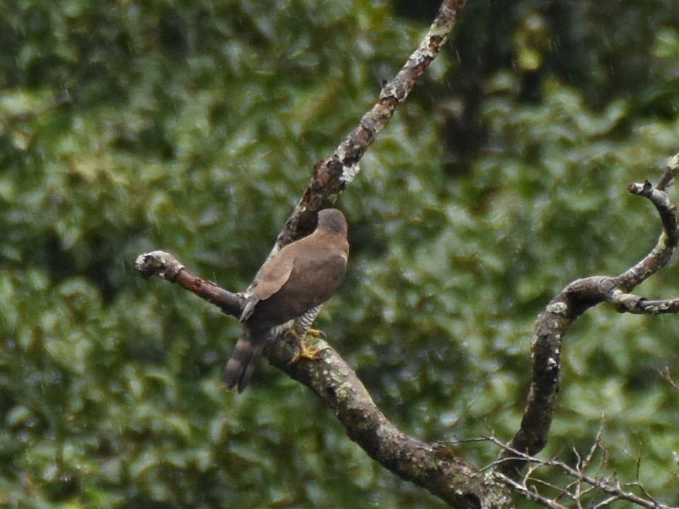 Crested Goshawk - ML390845191