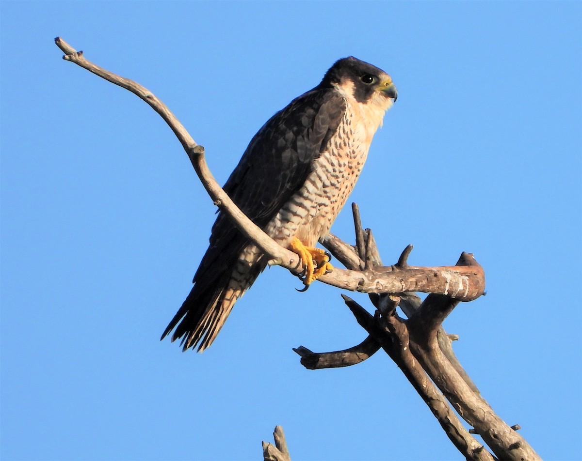 Peregrine Falcon - John Cima