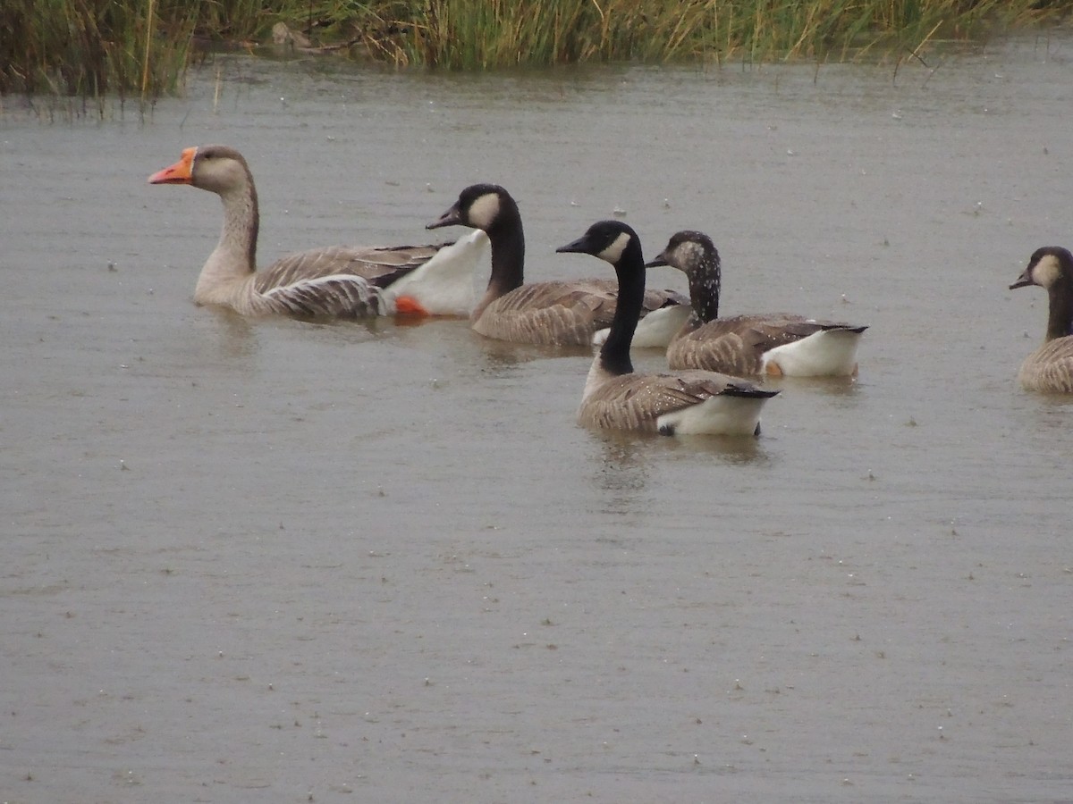 Graylag x Canada Goose (hybrid) - ML39084651