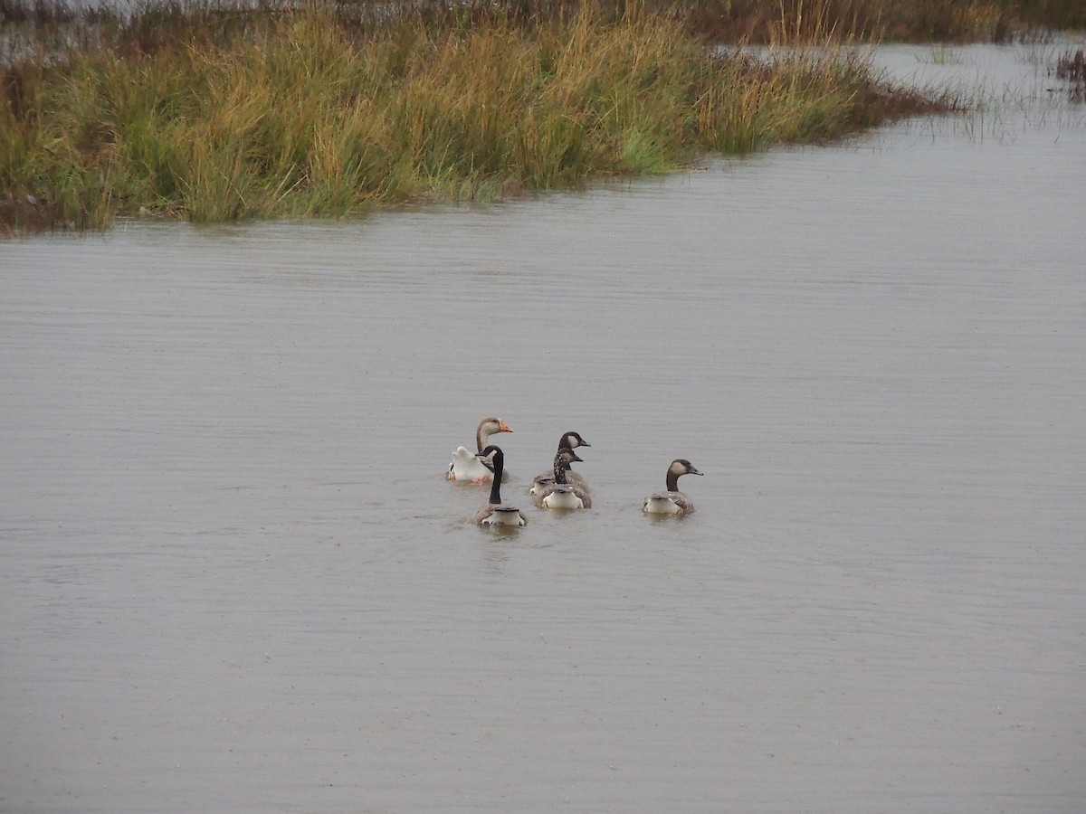 Graylag x Canada Goose (hybrid) - W. Michaelis