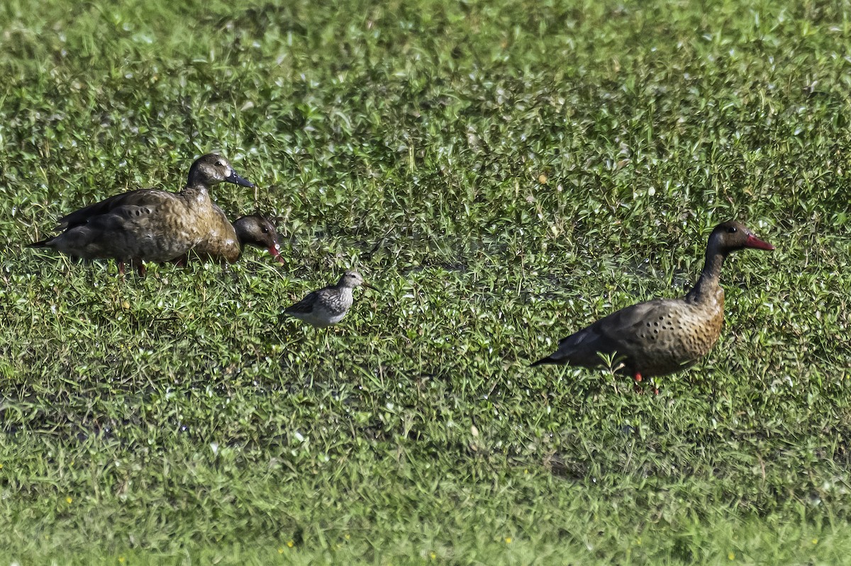 Pectoral Sandpiper - Amed Hernández