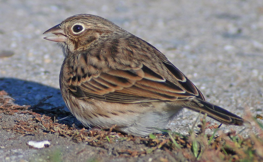 Vesper Sparrow - ML39084841