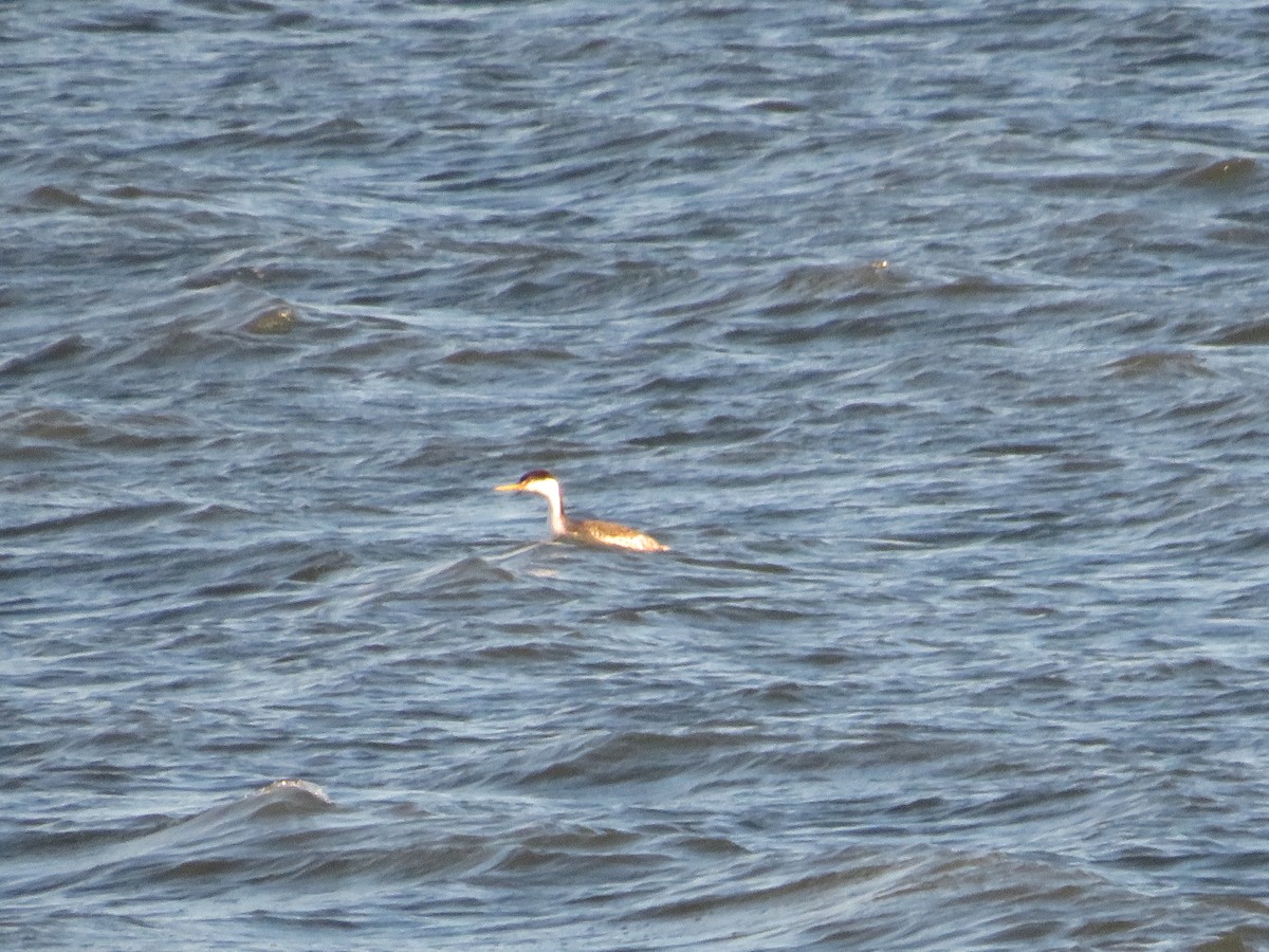 Clark's Grebe - Christine Alexander