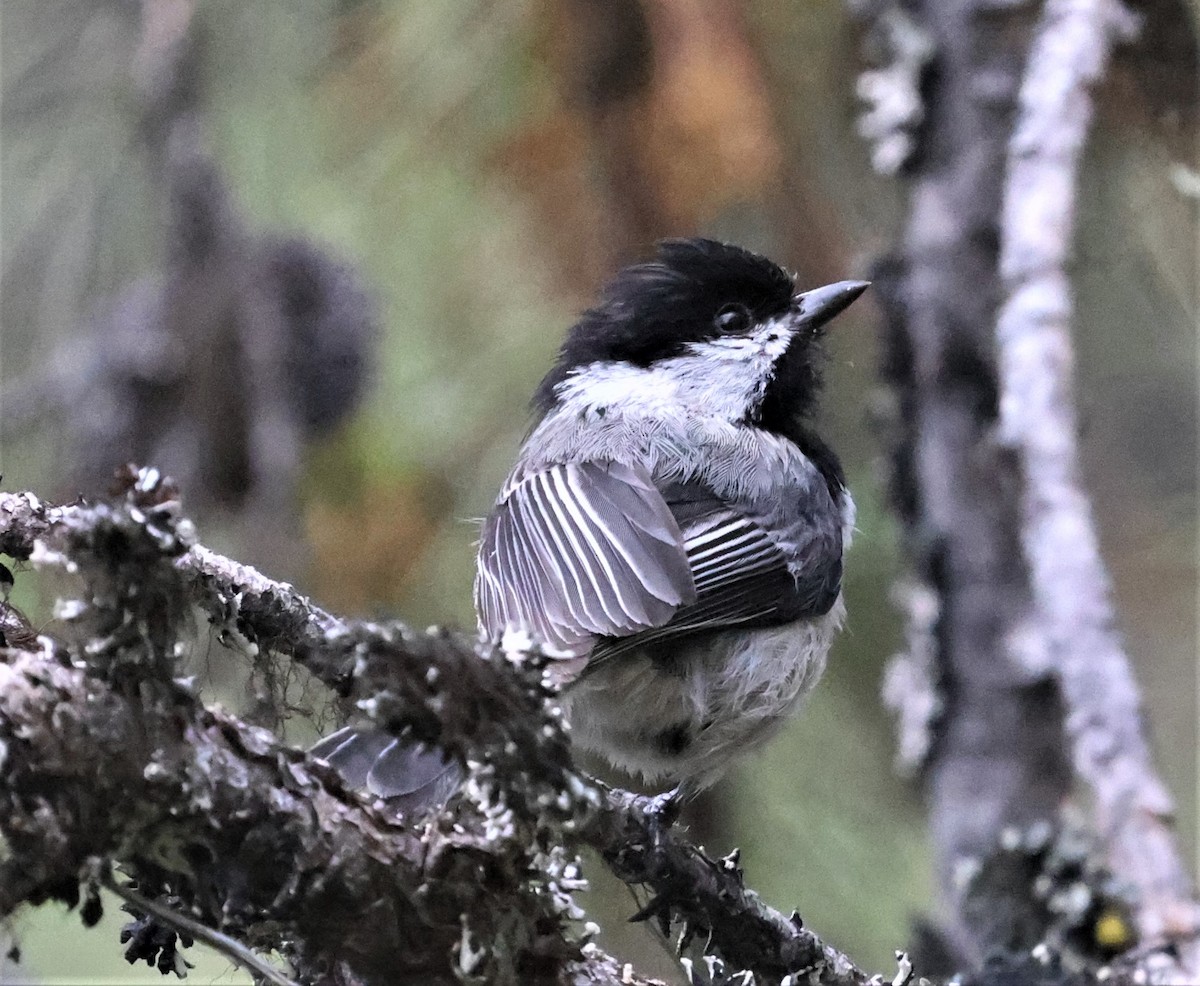 Mésange à tête noire - ML390849151